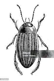 Attēlu rezultāti vaicājumam “Colymbetes striatus”