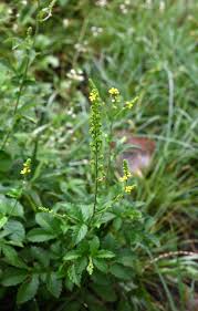 Attēlu rezultāti vaicājumam “Agrimonia pilosa”