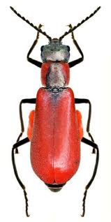 Attēlu rezultāti vaicājumam “Anthocomus rufus”