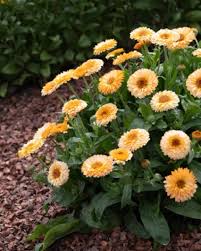 Attēlu rezultāti vaicājumam “Calendula officinalis flower”