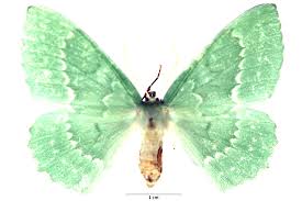 Attēlu rezultāti vaicājumam “Geometra papilionaria”