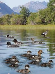 Attēlu rezultāti vaicājumam “Bucephala clangula juvenile”
