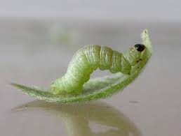 Attēlu rezultāti vaicājumam “Eupithecia tenuiata”