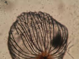 Attēlu rezultāti vaicājumam “Cribraria cancellata”