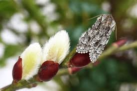 Attēlu rezultāti vaicājumam “Acronicta auricoma larva”