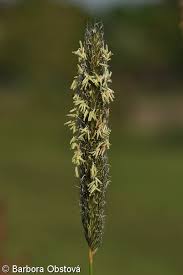 Attēlu rezultāti vaicājumam “Alopecurus pratensis flower”