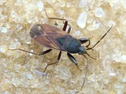 Attēlu rezultāti vaicājumam “Eremocoris plebejus”