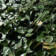 Attēlu rezultāti vaicājumam “Nymphaea alba leaf”