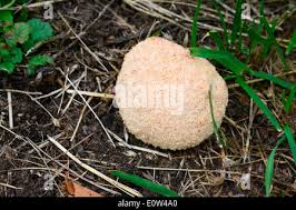 Attēlu rezultāti vaicājumam “Fuligo septica var. candida plasmodium”