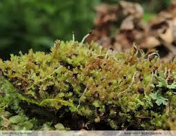 Attēlu rezultāti vaicājumam “Lophozia ascendens”