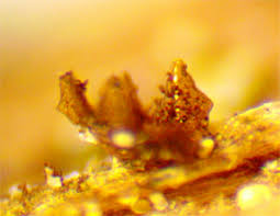 Attēlu rezultāti vaicājumam “Licea pusilla sessile”