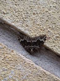 Attēlu rezultāti vaicājumam “Lampropteryx suffumata”