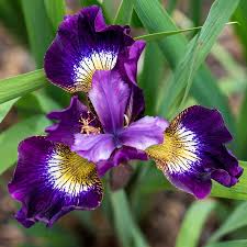 Attēlu rezultāti vaicājumam “Iris sibirica”
