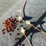 Attēlu rezultāti vaicājumam “Androsace septentrionalis fruit”