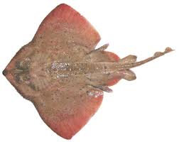 Image result for Amblyraja hyperborea