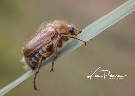 Attēlu rezultāti vaicājumam “Amphimallon solstitiale imago”