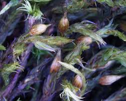 Attēlu rezultāti vaicājumam “Orthotrichum speciosum sporophyte”