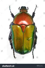 Attēlu rezultāti vaicājumam “Potosia cuprea”