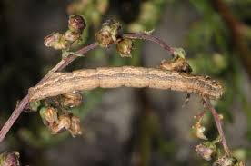 Attēlu rezultāti vaicājumam “Ematurga atomaria”