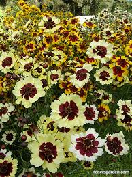 Image result for Coreopsis