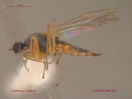 Attēlu rezultāti vaicājumam “Empididae”