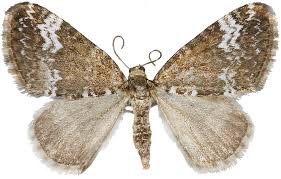 Attēlu rezultāti vaicājumam “Perizoma alchemilla”