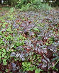 Attēlu rezultāti vaicājumam “Mahonia aquifolium”