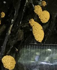 Attēlu rezultāti vaicājumam “Oligonema flavidum sessile”