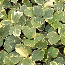 Attēlu rezultāti vaicājumam “Peucedanum palustre leaf”