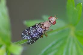 Attēlu rezultāti vaicājumam “Trypetoptera punctulata”