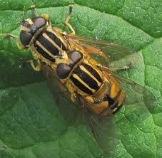 Attēlu rezultāti vaicājumam “Helophilus sp.”