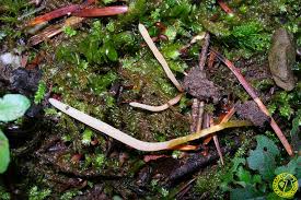 Attēlu rezultāti vaicājumam “Clavaria straminea”