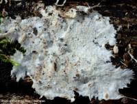 Attēlu rezultāti vaicājumam “Porotheleum fimbriatum”