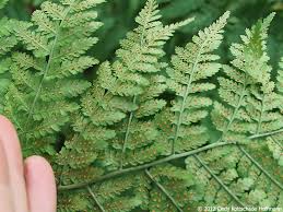 Attēlu rezultāti vaicājumam “Dryopteris expansa”