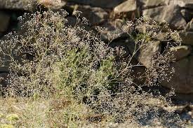 Attēlu rezultāti vaicājumam “Gypsophila fastigiata bud”