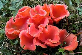 Attēlu rezultāti vaicājumam “Tremiscus helvelloides”