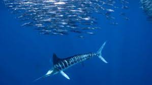 Image result for Kajikia albida