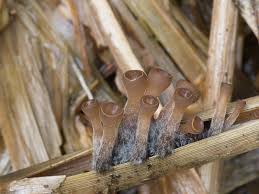 Attēlu rezultāti vaicājumam “Myriosclerotinia scirpicola”