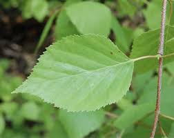 Attēlu rezultāti vaicājumam “Betula papyrifera leaf”