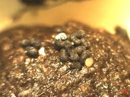 Attēlu rezultāti vaicājumam “Diderma rufostriatum”