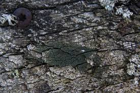 Attēlu rezultāti vaicājumam “Trapeliopsis flexuosa”