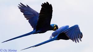 Attēlu rezultāti vaicājumam “Passeriformes”