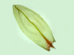 Attēlu rezultāti vaicājumam “Bryum neodamense”