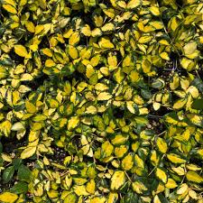 Attēlu rezultāti vaicājumam “Vinca minor leaf”