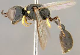 Attēlu rezultāti vaicājumam “Crabronidae”