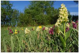 Attēlu rezultāti vaicājumam “Dactylorhiza russowii flower”