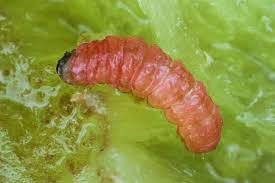 Attēlu rezultāti vaicājumam “Grapholita funebrana larva”