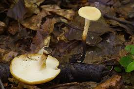 Attēlu rezultāti vaicājumam “Polyporus varius”