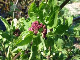 Attēlu rezultāti vaicājumam “Sambucus racemosa fruit”