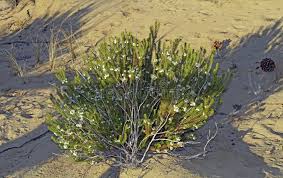 Attēlu rezultāti vaicājumam “Empetraceae”